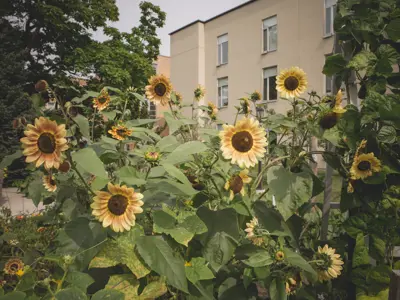 sunflower garden
