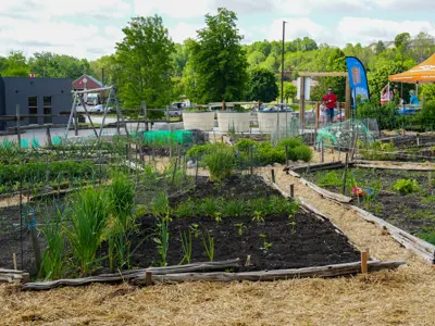 garden beds with plants starting to grow